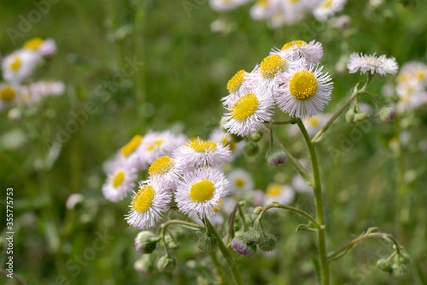 Obraz daisies in a field