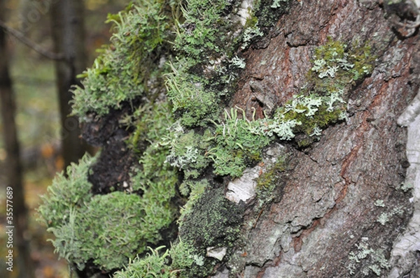 Fototapeta Tree with a lichen