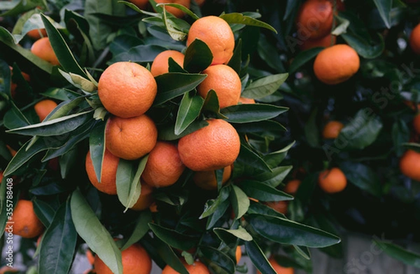 Obraz Healthy Orange Mandarins on very green tree