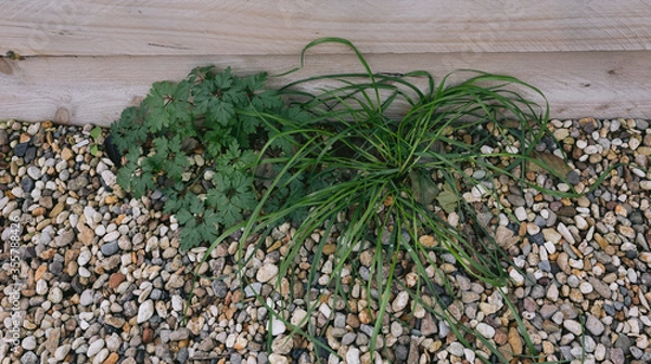 Obraz Weeds growing through pebbles next to timber garden box