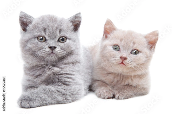 Obraz two British kittens