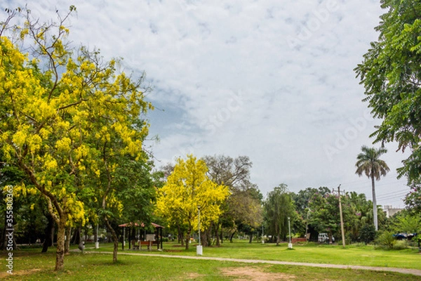 Obraz trees in the park