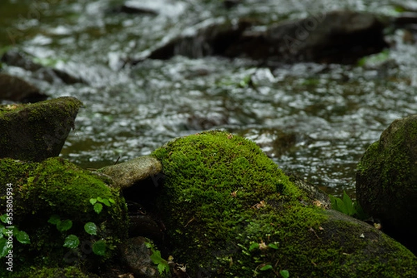 Fototapeta 渓谷　コケ