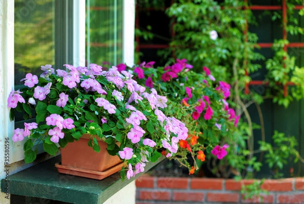 Fototapeta Window Boxes and Flower Pots