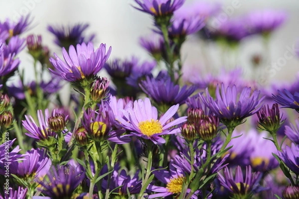 Obraz ヤマジノギク