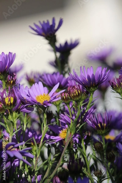 Obraz ヤマジノギク