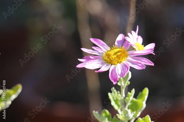 Obraz アカバナサツマノギク