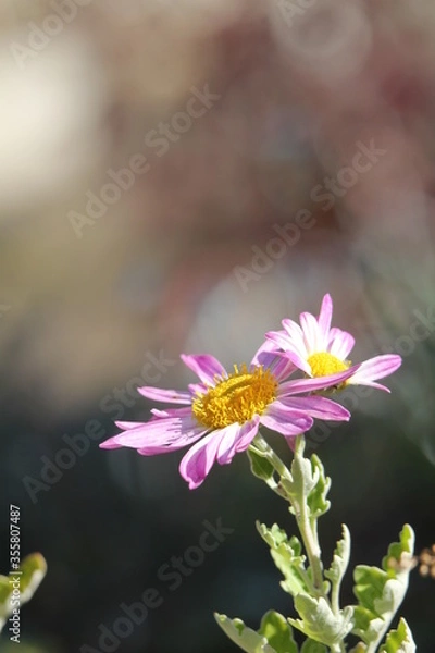 Obraz アカバナサツマノギク