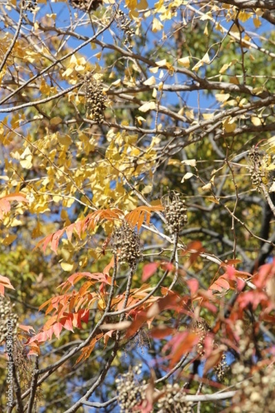 Obraz ハゼノキの紅葉