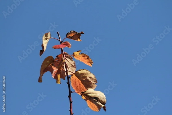 Obraz アンズの紅葉