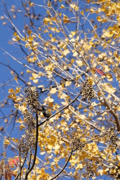 Obraz ハゼノキの果実