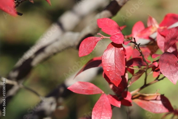 Obraz ラビットアイ・ブルーベリーの紅葉