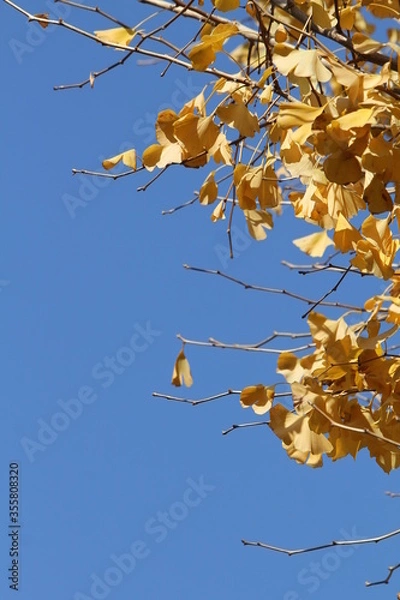 Obraz イチョウの黄葉