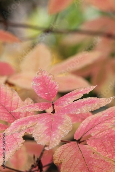 Obraz メグスリの木の紅葉