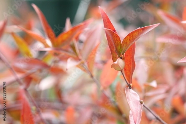 Obraz カロライナジャスミンの紅葉