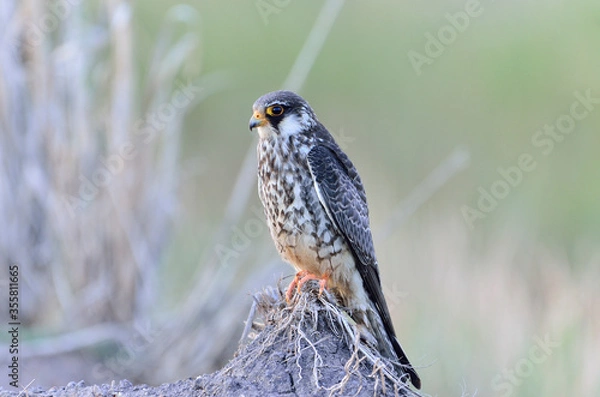 Obraz Amur Falcon