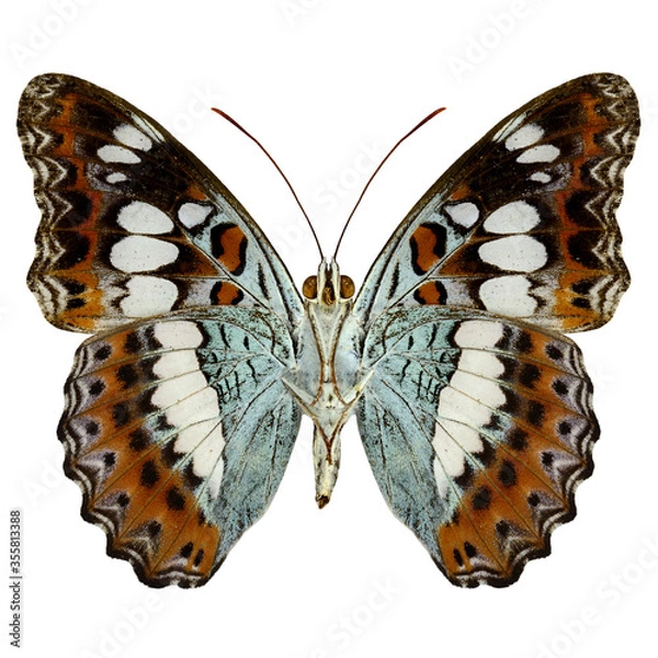 Obraz Common Commander Butterfly