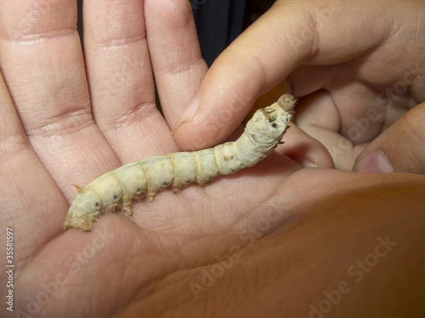 Fototapeta silkworm in a hand