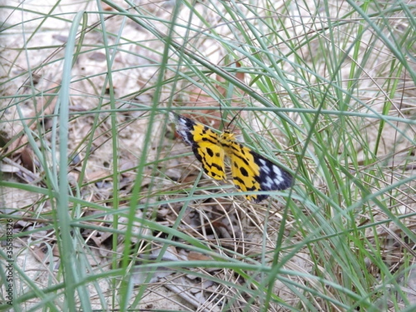 Fototapeta butterfly on grass