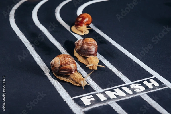 Fototapeta Three snails crawl along the treadmill to the finish line. Selective focus. The concept of development, competition, victory, success.