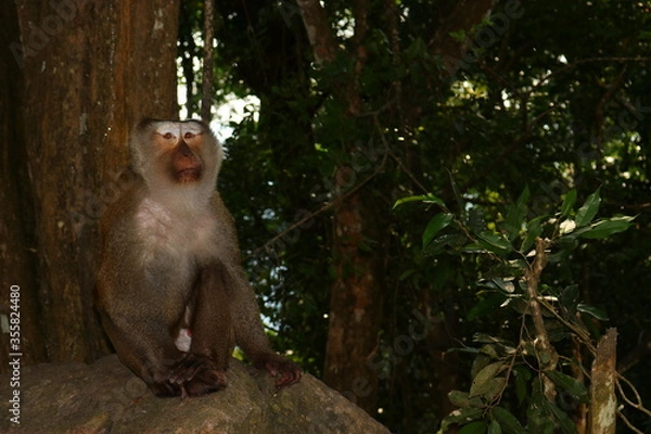 Obraz monkeys in the wild