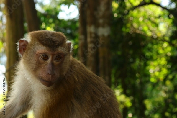 Obraz monkeys in the wild