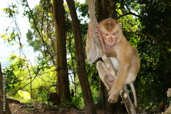 Obraz monkeys in the wild