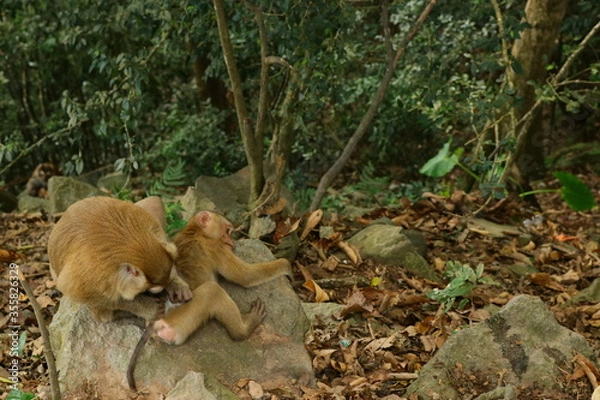 Obraz monkeys in the wild