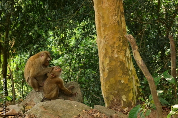 Obraz monkeys in the wild