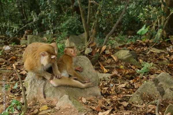 Obraz monkeys in the wild