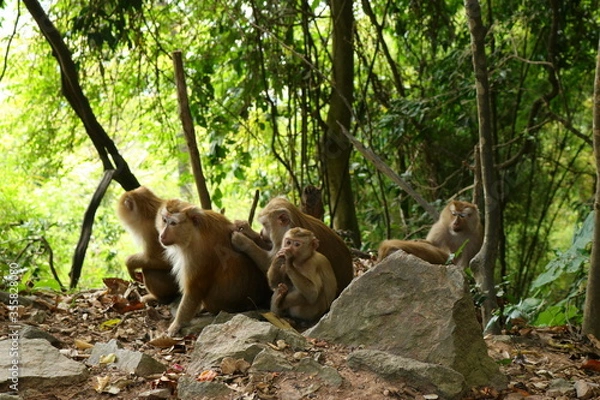 Obraz monkeys in the wild