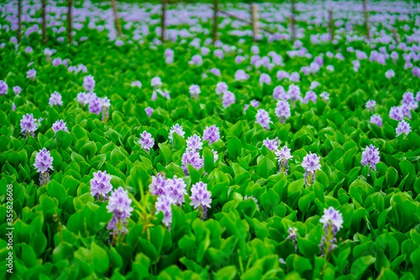 Obraz Water Hyacinth