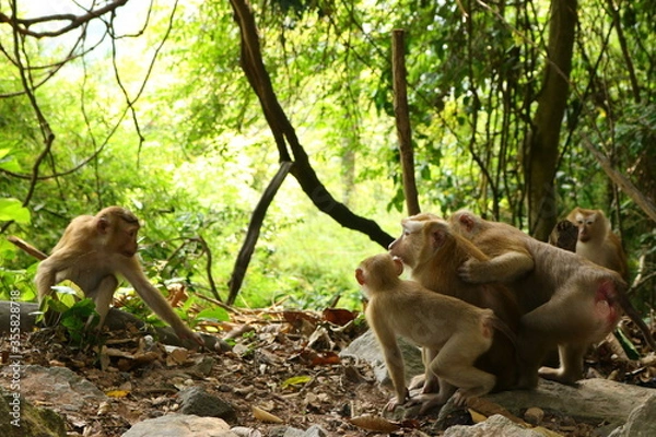 Obraz monkeys in the wild