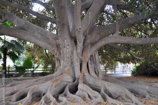 Fototapeta branches of old century-old trees that look like trees themselves