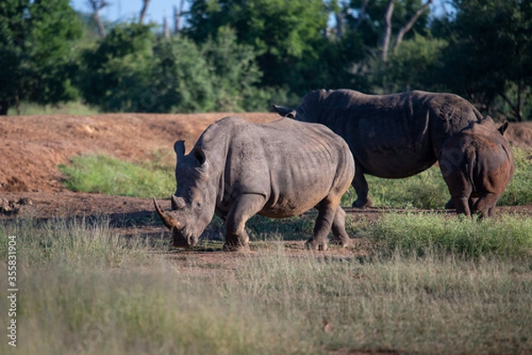 Fototapeta The white rhino (Ceratotherium simum) this rhino species is the second largest land mammal. It is 3.7-4 m in length