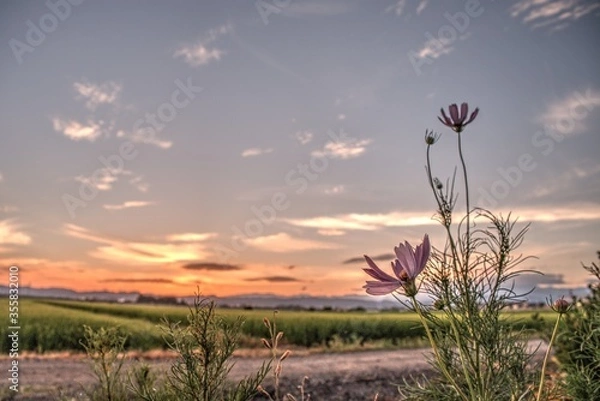 Obraz 日本の秋 コスモス 絶景 夕暮れ 田舎 福島県 autumn お花 田園 田んぼ 風景 会津地方