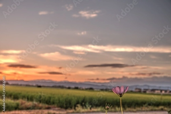 Obraz 日本の秋 コスモス 絶景 夕暮れ 田舎 福島県 autumn お花 田園 田んぼ 風景 会津地方