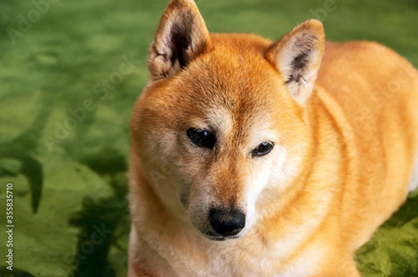 Fototapeta 表情豊かな元気な柴犬