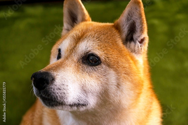 Fototapeta 表情豊かな元気な柴犬