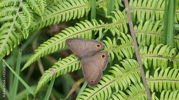 Obraz Schmetterling brauner Waldvogel