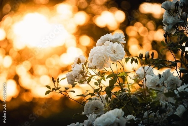 Obraz Rose Bouquets, Withe Rose, Withe Roses 