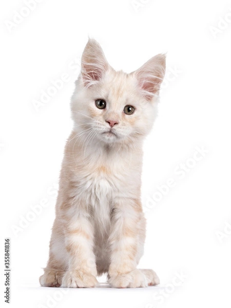 Fototapeta Sweet red shaded Maine Coon cat kitten, sitting up facing front. Looking beside camera with droopy eyes. Isolated on white background.