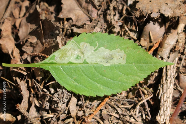 Obraz Small balsam (Impatiens parviflora) green leaf with mine of Phytoliriomyza melampyga
