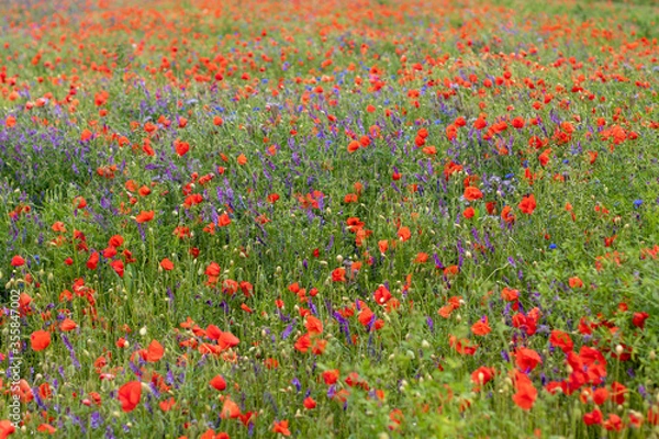 Obraz flower meadow with poppies and grass