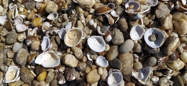 Fototapeta Pile of shells on the seashore on a sunny day. Place for text