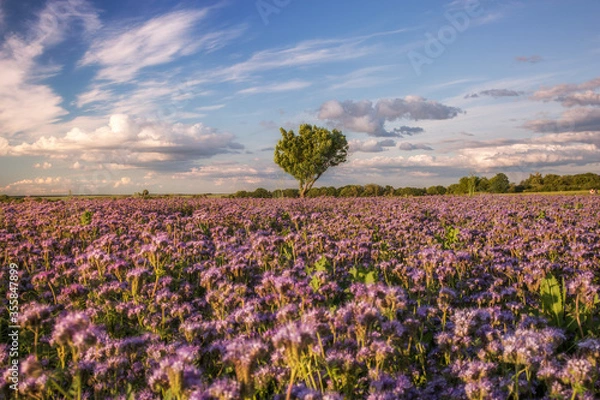 Obraz Einsame Baum auf die Blumenwiese