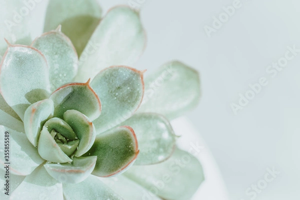 Fototapeta succulent flower in a white pot on a light background. close up