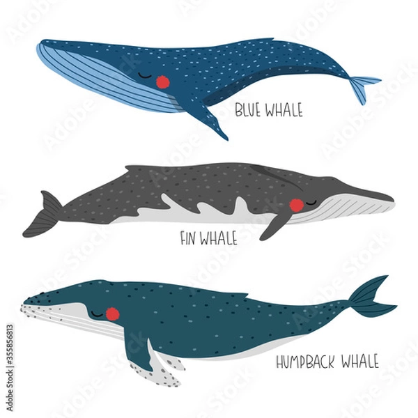 Fototapeta set of cute whales illustration isolated on white background for children designs. Vector whales ilustrations set