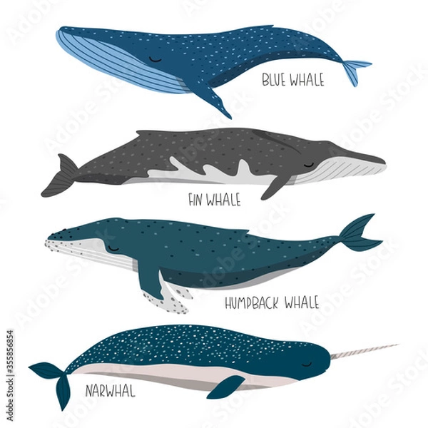Fototapeta set of cute whales illustration isolated on white background for children designs. Vector whales ilustrations set