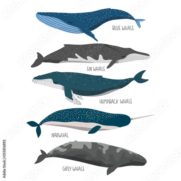 Fototapeta set of cute whales illustration isolated on white background for children designs. Vector whales ilustrations set